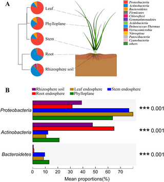 Bacterial community at the phylum level (A) and statistical comparison of the top three phyla (B).