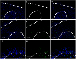 CD3 immunofluorescence in porcine conjunctiva.