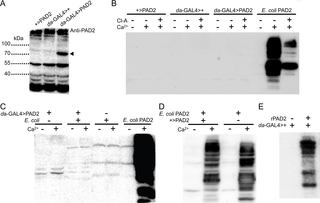 Human PAD2 expression and citrullination activity from <i>Drosophila</i> adults.