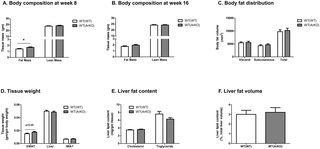 Body composition in wild-type (WT) male mice transplanted with bone marrow from either WT (WT(WT)) or aromatase-deficient (WT(ArKO) donors.