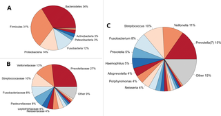 Taxonomic composition of the pharyngeal microbiota.