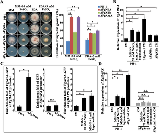 The reduced activity of cytoplasmic Fe-S proteins activates transcription of the FgAreA-HapX cascade.