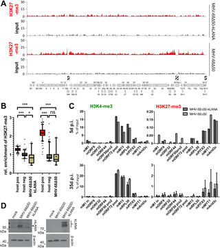 kLANA-expressing MHV-68Δ50 genomes do not gain the ability to rapidly recruit H3K27-me3 marks.