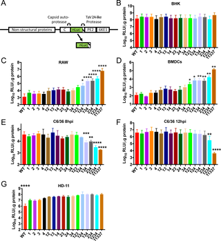 Decreasing the number of miR-142-3p binding sites leads to increased virus replication in myeloid cells.