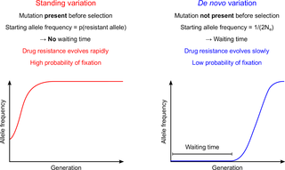 Drug resistance evolution from standing variation or <i>de novo</i> mutation.