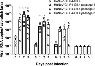 <h2>Serial passaging of HuNoV GII.P4-GII.4 in zebrafish larvae.</h2>