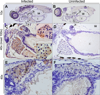 <h2>HuNoV detected in the liver and pancreas of infected zebrafish larvae at 3 days pi.</h2>