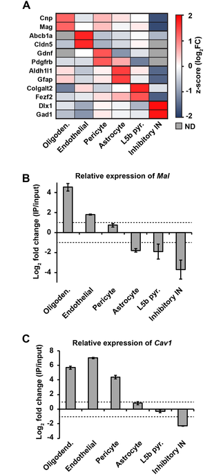<i>Mal</i> and <i>Cav1</i> gene expression is enriched in brain endothelial cells.