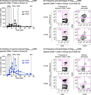 Kinetics and memory phenotype of vaccine-induced Gag<sub>181-189</sub>CM9-specific CD8+ T-cells.