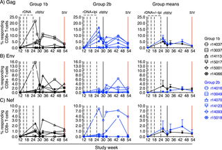 Kinetics of vaccine-induced CD8+ T-cell responses against Gag, Env, and Nef.