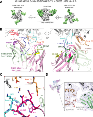 <h2>Cryo-EM structural details for reconstructions of CH235UCA complex with HIV-1 Env trimer CH505TF.N279K.G458Y.SOSIP.664.</h2>