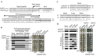 Characterization of domains involved in SAP11-TCP binding specificity.