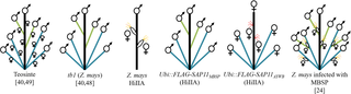 Schematic presentation of phenotypes of WT maize (<i>Z</i>. <i>mays</i>), <i>tb1</i> maize, <i>Ubi</i>::<i>FLAG-SAP11</i> and MBSP-infected maize plants.