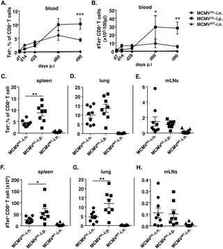 <h2>Intranasal immunization of MCMV<sup>IVL</sup> induces lower magnitude of CD8<sup>+</sup> T cell response than intraperitoneal immunization.</h2>