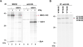 <h2>Resistant HLA-B in cells ectopically expressing US11.</h2>