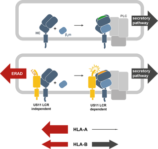 <h2>Model for US11 regulation of HLA-A and HLA-B.</h2>
