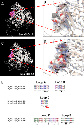 <i>In-silico</i> analysis of emodepside binding to the cytoplasmic domains of SLO-1 of filaria.