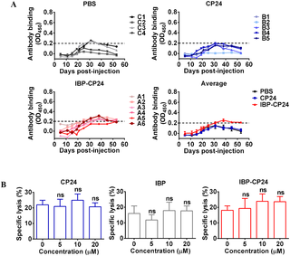 Detection of CP24 or IBP-CP24-specific antibody in the plasma of rhesus monkeys intravenously administered with CP24 or IBP-CP24 by indirect ELISA and effect of the peptides on antibody-mediated ADCC.