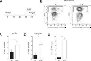 Emergency granulopoiesis and neutrophil supply is not impaired in <i>Il23a</i><sup><i>-/-</i></sup> mice.