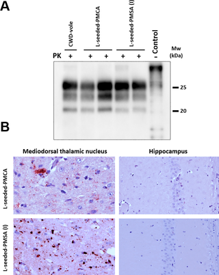 PrP<sup>Sc</sup> detection and histopathological analysis of diseased bank vole 109I brains inoculated with CWD-vole, L-seeded-PMCA and L-seeded-PMSA.