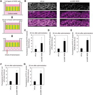 JAM1 is required for epithelial barrier function of gingival epithelial tissues.
