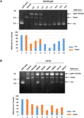 Nuclease activity of wild-type and mutant pUL89 proteins.
