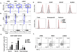 Mucosal znBAZ vaccination enhances the influx of recirculating memory CD44<sup>hi</sup> CD69<sup>+</sup> CD4<sup>+</sup> T cells into the lungs.