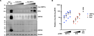 XBP1s ectopic expression does not inhibit KSHV replication in TREx BCBL1-RTA cells.