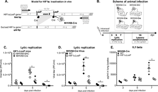 HIF1α deletion affects <i>in vivo</i> virus growth expansion during acute infection.
