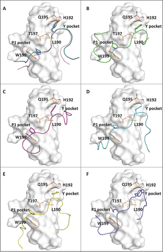 Protein-peptide docking poses.
