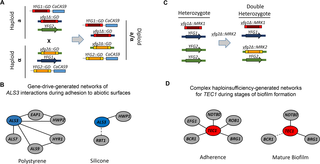 Gene-drive and complex haploinsufficiency-based approaches to systematic genetic interaction analysis.