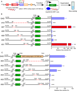 Identification of functional <i>cis</i>-acting RNA elements by ORF1 transcomplementation system.