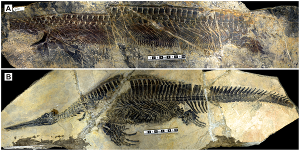 A Carapace-Like Bony 'Body Tube' in an Early Triassic Marine Reptile and the Onset of Marine Tetrapod Predation | PLOS ONE