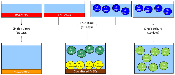 Mesenchymal stromal cells (MSCs) induce ex vivo proliferation and ...