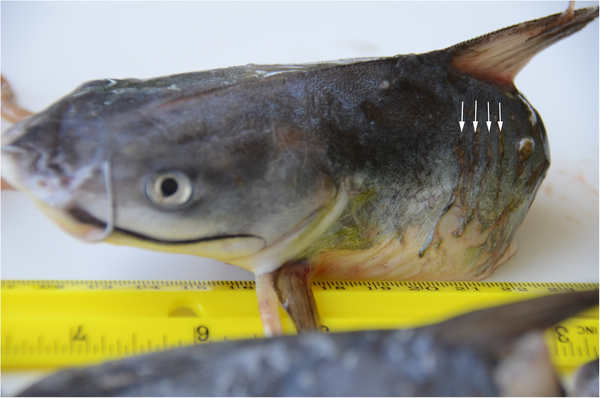 Details of the bony serrated stings of a marine catfish.