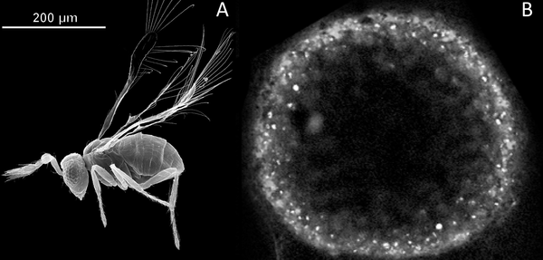 PLOS ONE: A partial genome assembly of the miniature parasitoid wasp,  Megaphragma amalphitanum