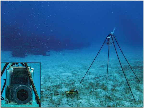 A low-cost, long-term underwater camera trap network coupled with deep  residual learning image analysis