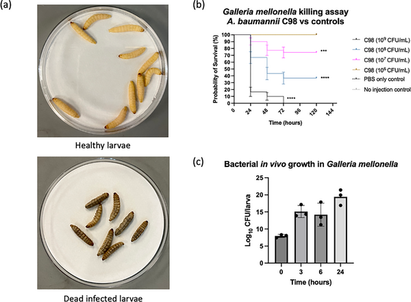 Use of the waxworm Galleria mellonella larvae as an infection model to  study Acinetobacter baumannii