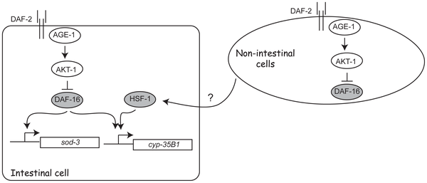 Co Regulation Of The Daf 16 Target Gene Cyp 35b1 Dod 13 By Hsf 1 In C Elegans Dauer Larvae And Daf 2 Insulin Pathway Mutants
