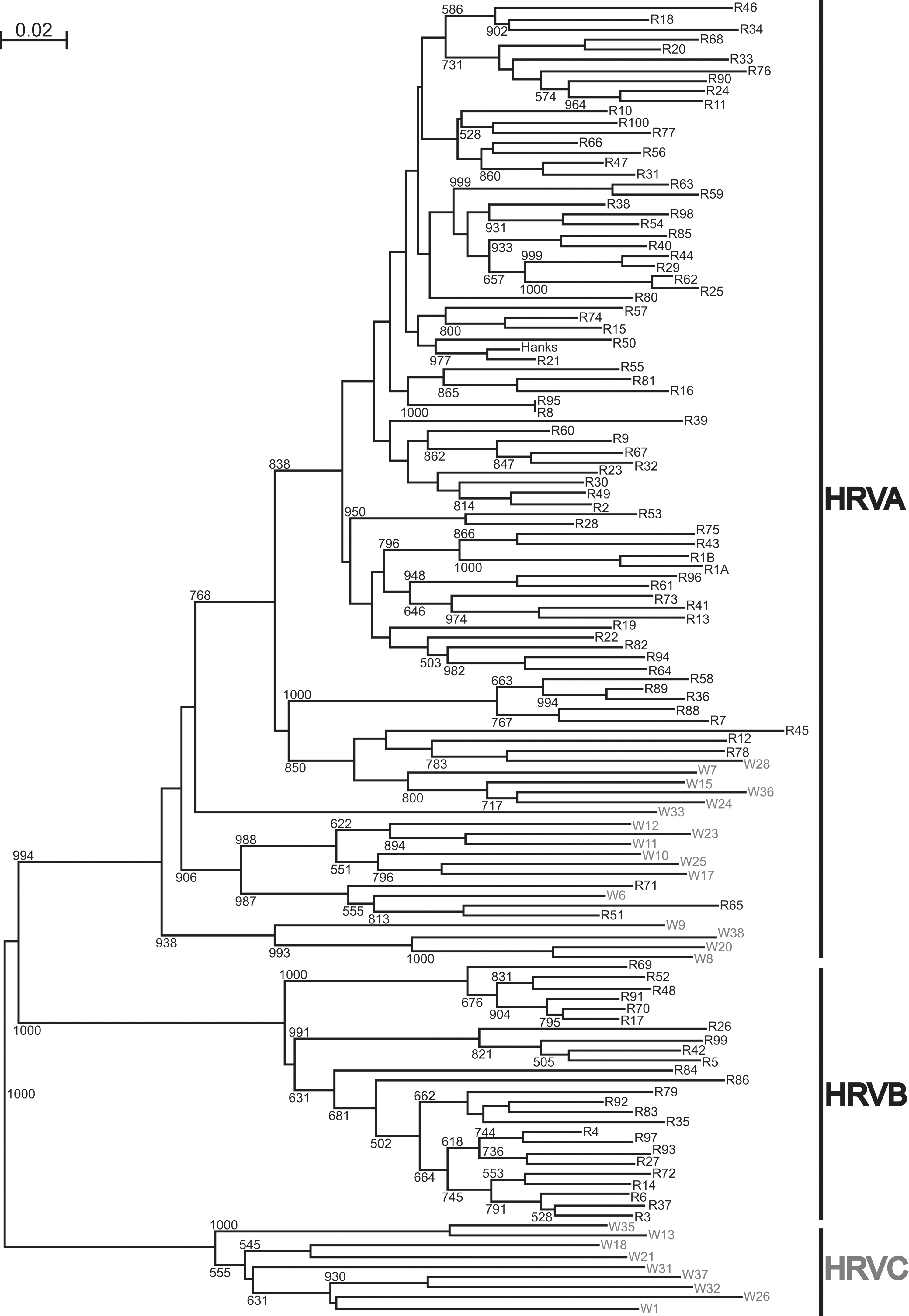 Plos One A Diverse Group Of Previously Unrecognized Human Rhinoviruses Are Common Causes Of Respiratory Illnesses In Infants