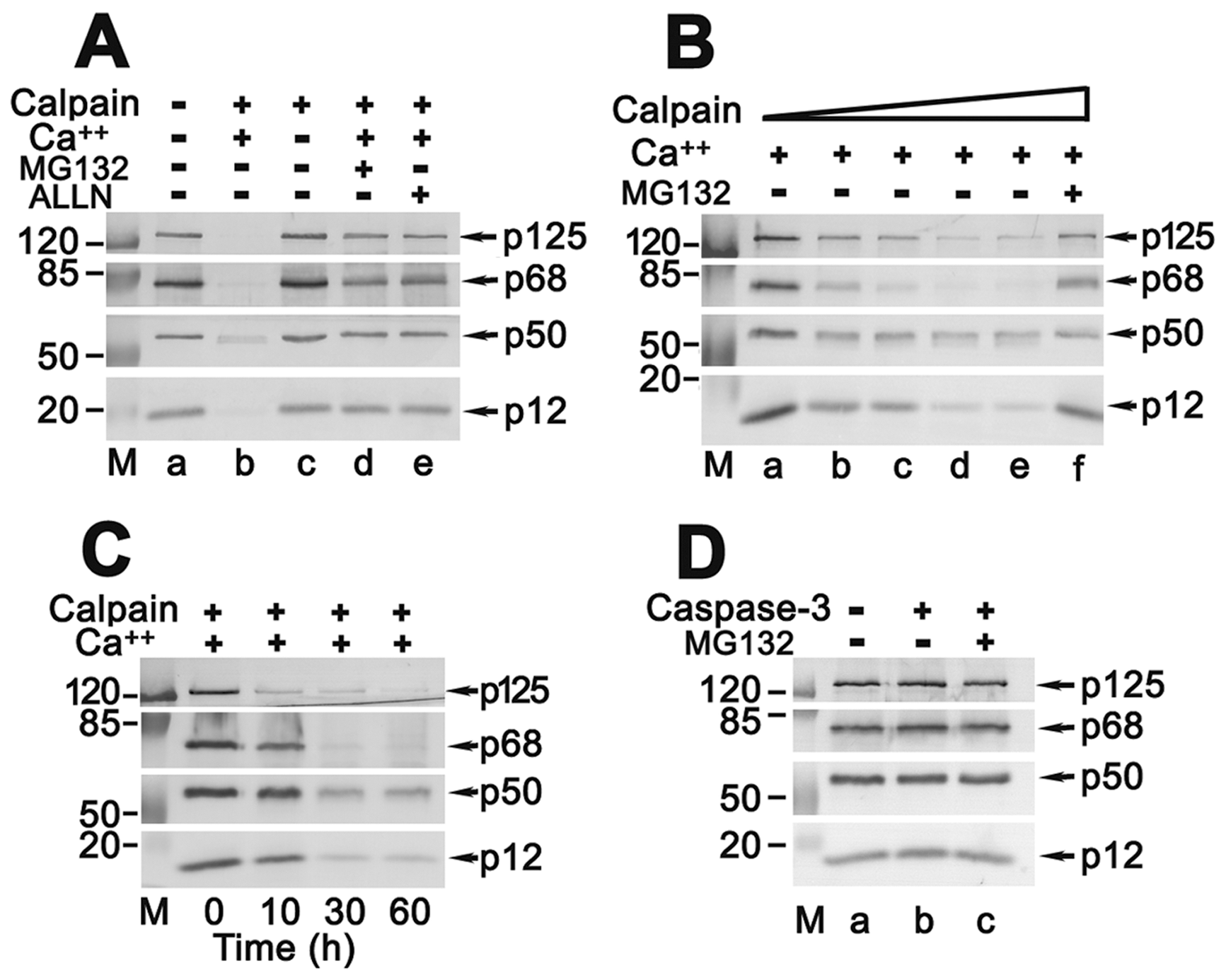 Plos One Proteolysis Of The Human Dna Polymerase Delta Smallest Subunit P12 By M Calpain In Calcium Triggered Apoptotic Hela Cells