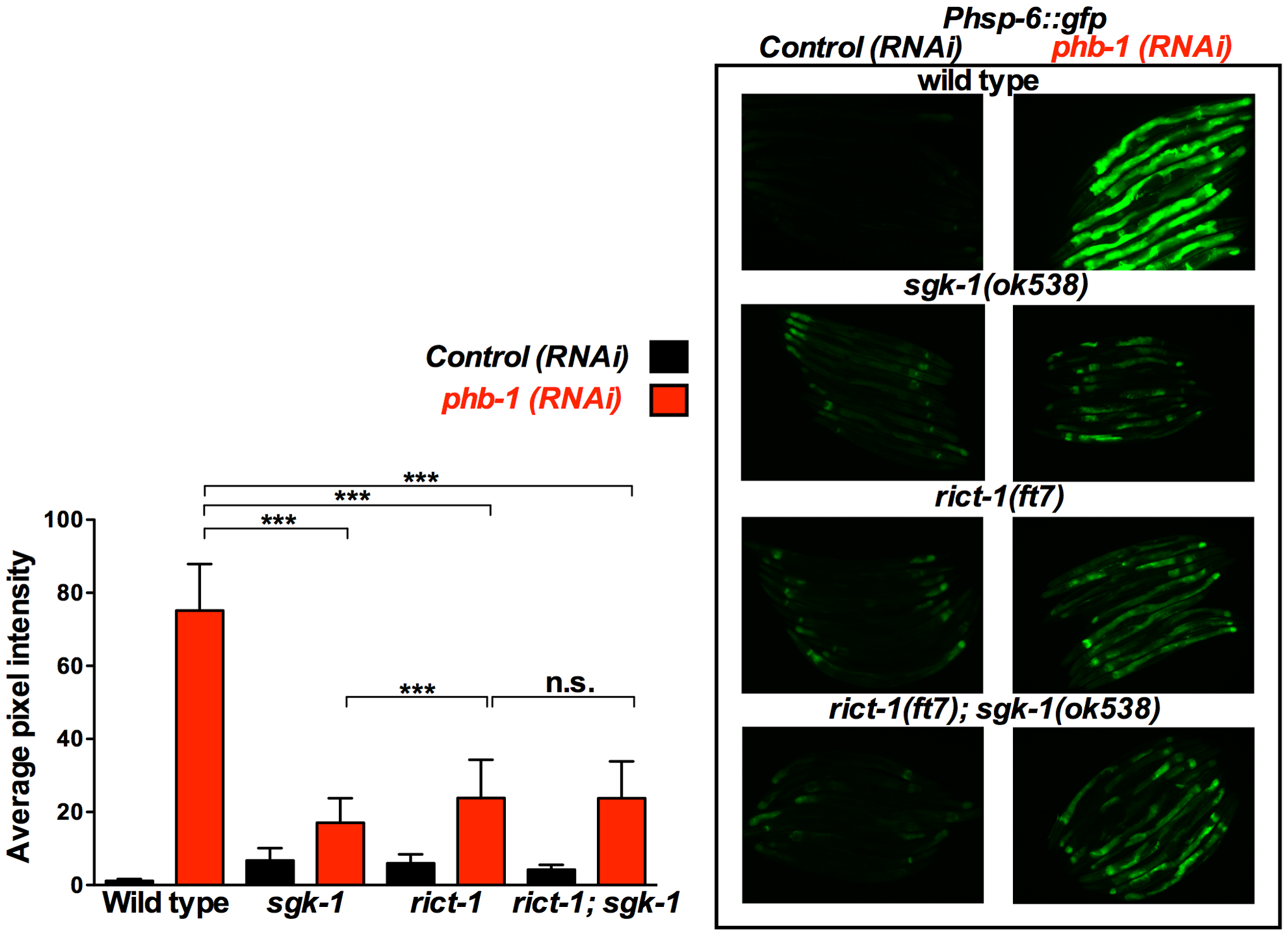 Plos One Prohibitin Mediated Lifespan And Mitochondrial Stress Implicate Sgk 1 Insulin Igf And Mtorc2 In C Elegans