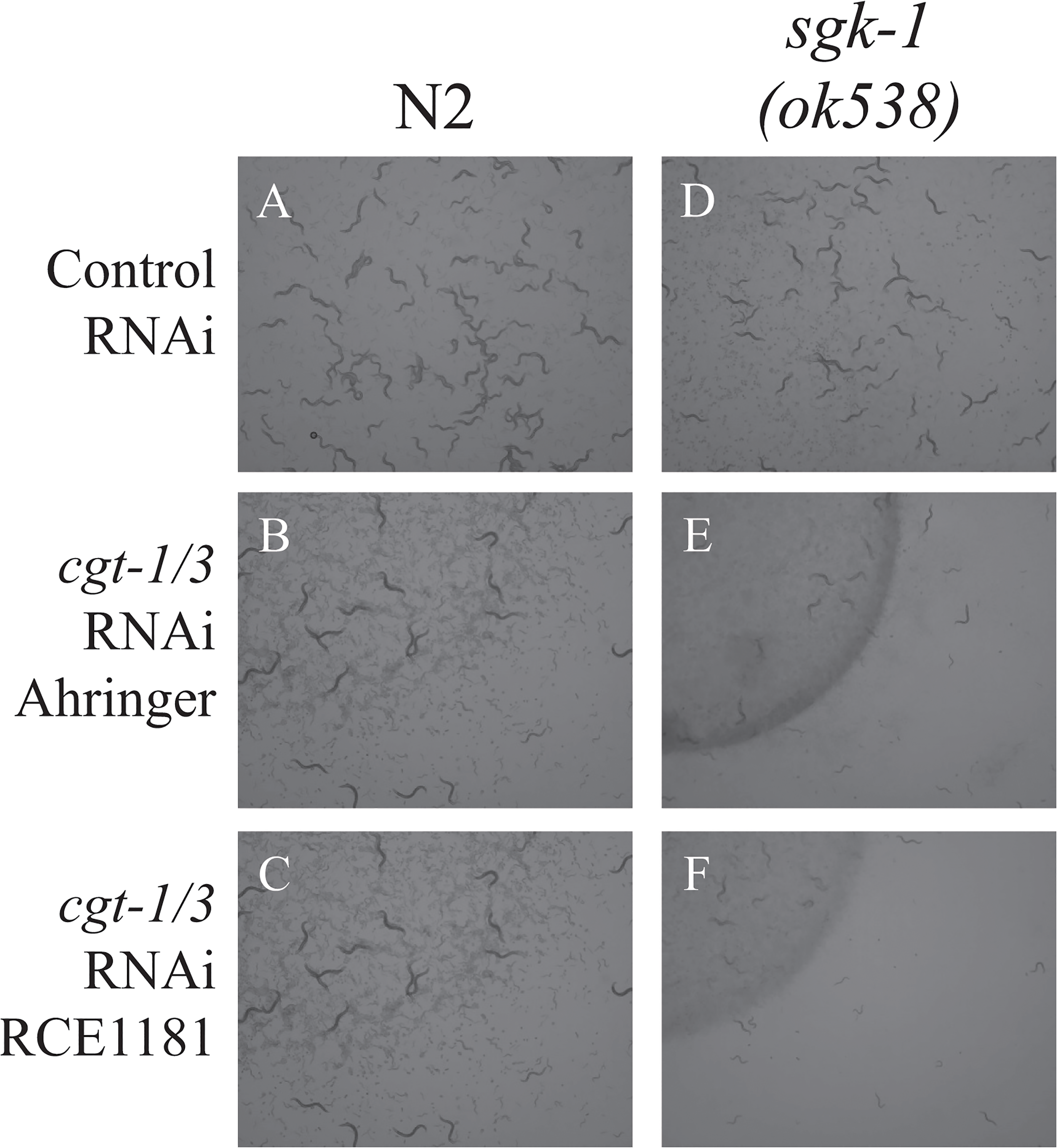 Plos One Serum And Glucocorticoid Inducible Kinase 1 Sgk 1 Plays A Role In Membrane Trafficking In Caenorhabditis Elegans