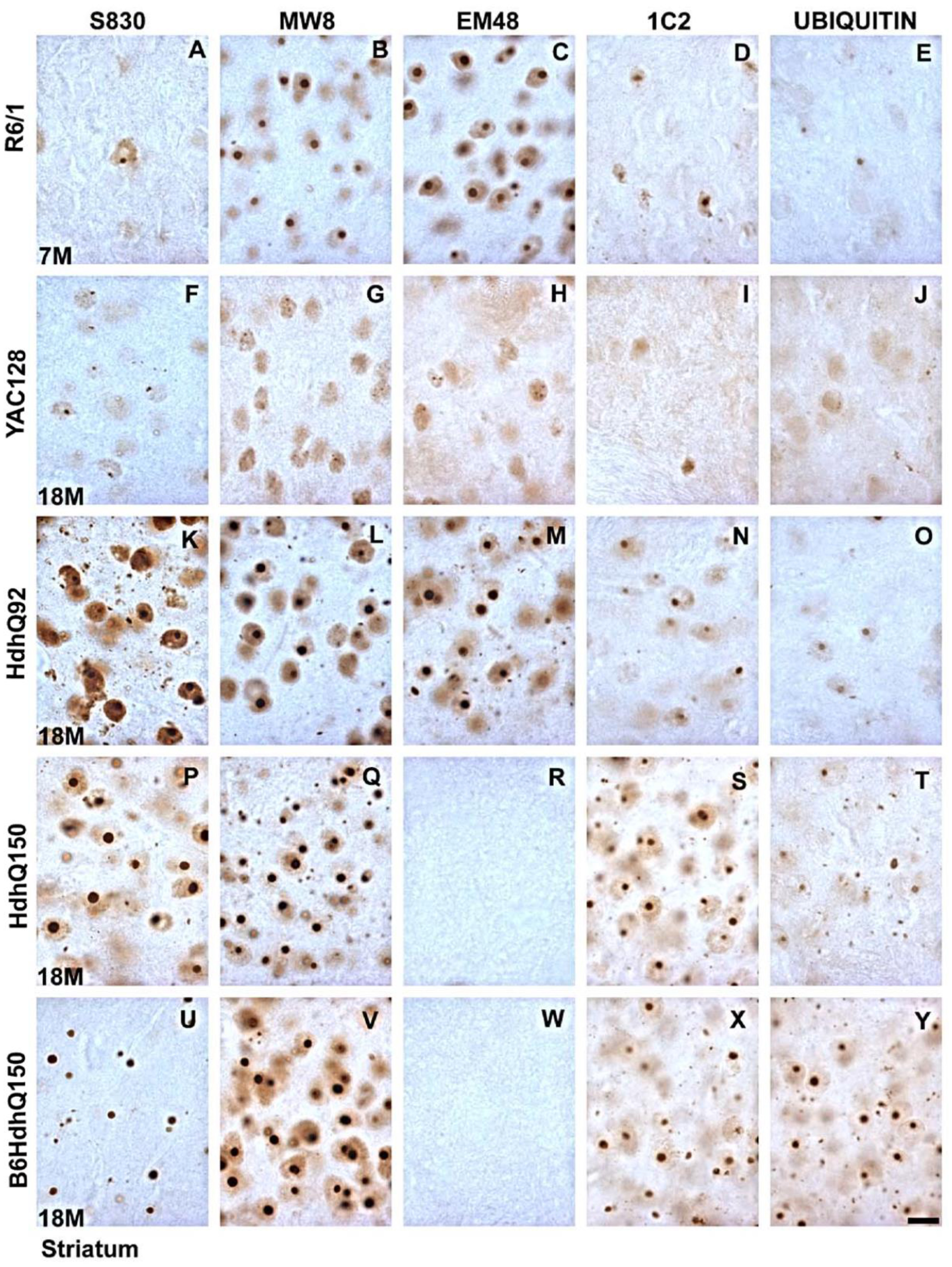 Plos One Comparison Of Mhtt Antibodies In Huntington S Disease Mouse Models Reveal Specific Binding Profiles And Steady State Ubiquitin Levels With Disease Development