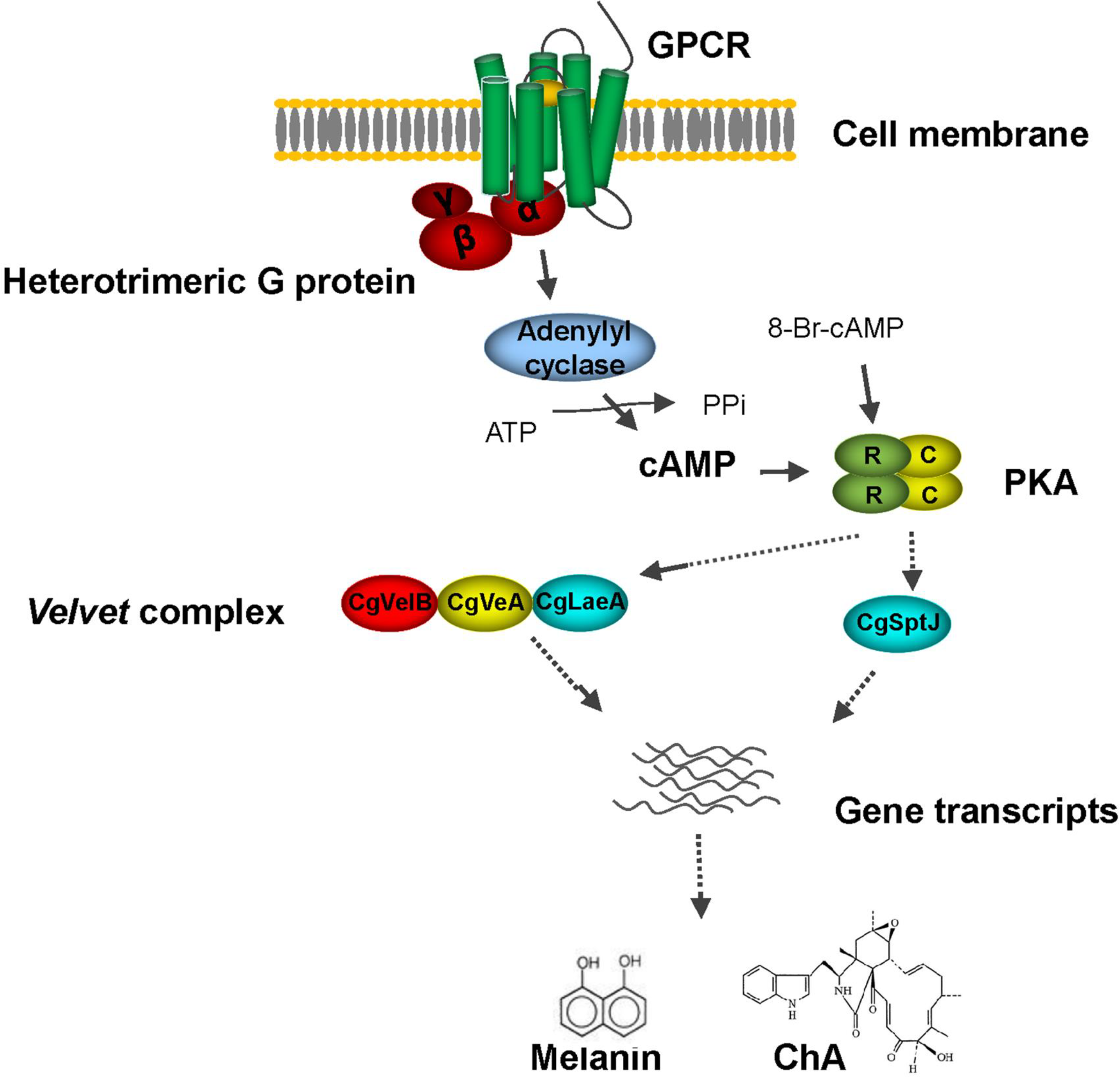 Plos One Ga Camp Pka Pathway Positively Regulates Pigmentation Chaetoglobosin A Biosynthesis And Sexual Development In Chaetomium Globosum
