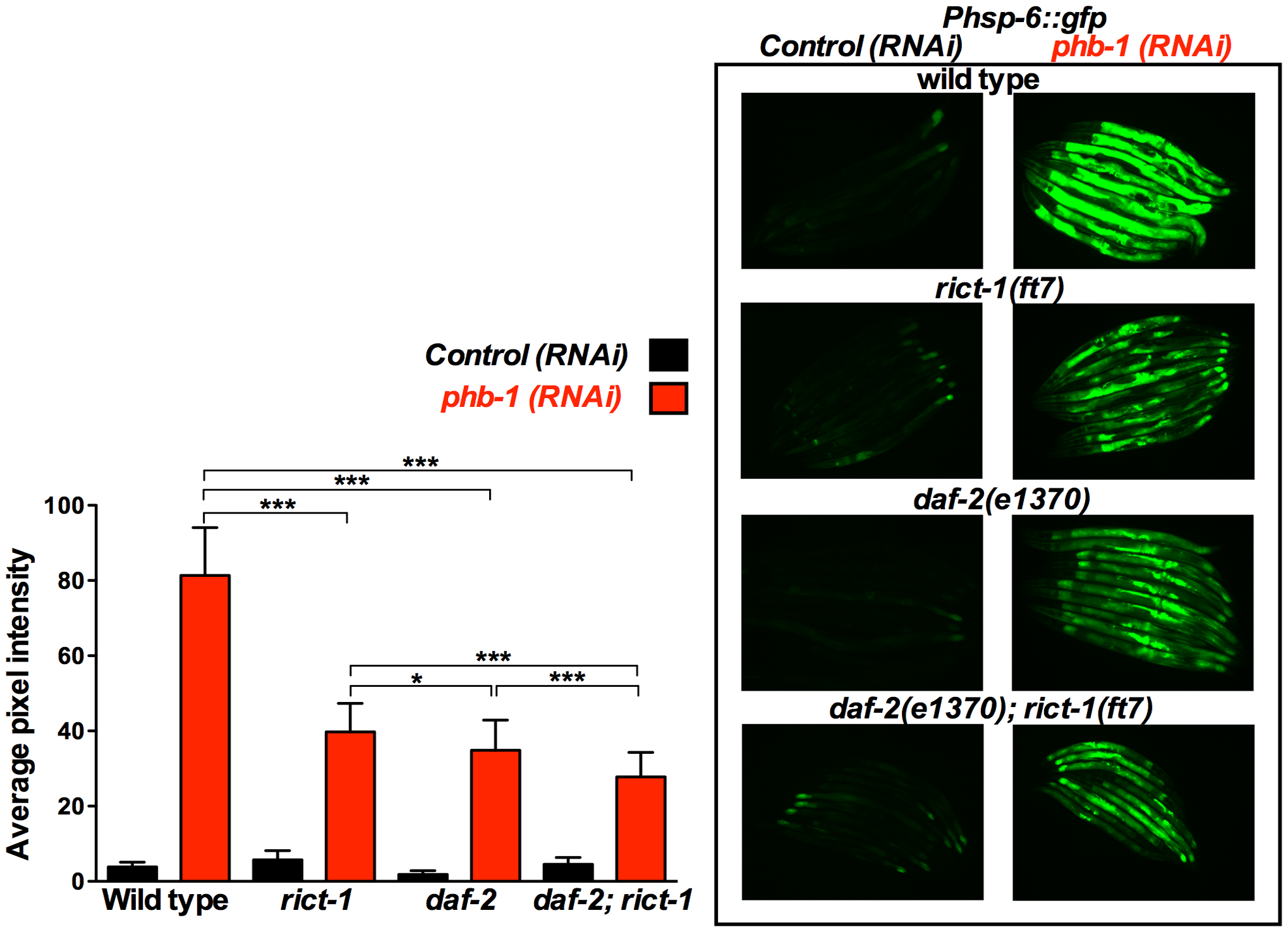 Plos One Prohibitin Mediated Lifespan And Mitochondrial Stress Implicate Sgk 1 Insulin Igf And Mtorc2 In C Elegans