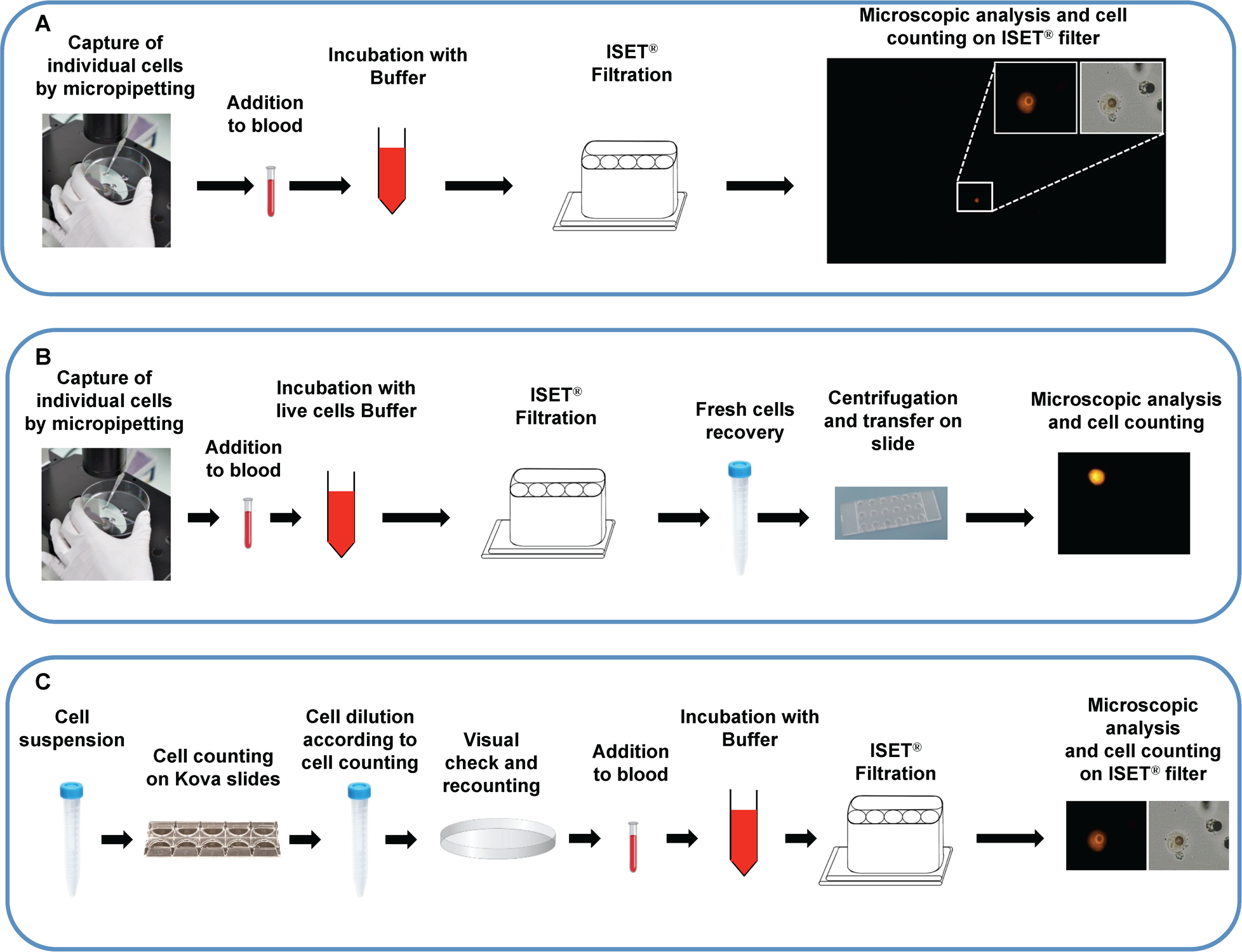 Technical Insights into Highly Sensitive Isolation and Molecular  Characterization of Fixed and Live Circulating Tumor Cells for Early  Detection of Tumor Invasion | PLOS ONE