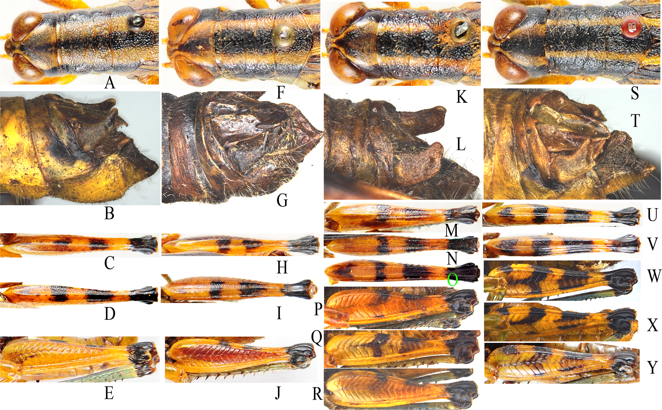 Plos One Molecular Phylogeny And Species Delimitation Of The Genus Tonkinacris Orthoptera Acrididae Melanoplinae From China