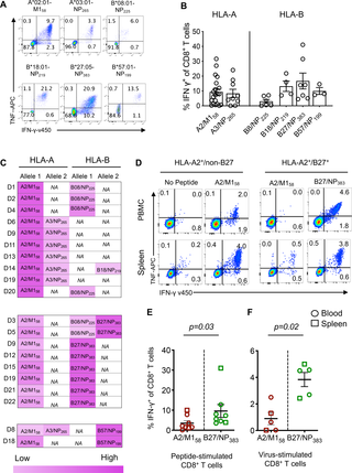 Hla B 27 05 Alters Immunodominance Hierarchy Of Universal Influenza Specific Cd8 T Cells