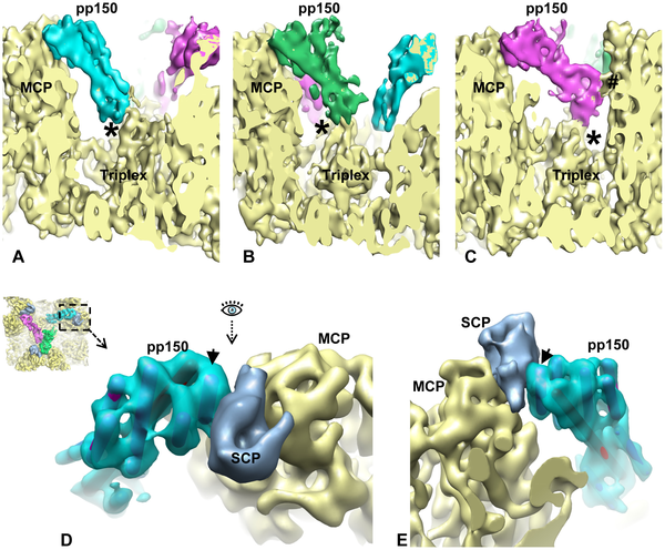 A Unique Role of the Human Cytomegalovirus Small Capsid Protein in Capsid  Assembly